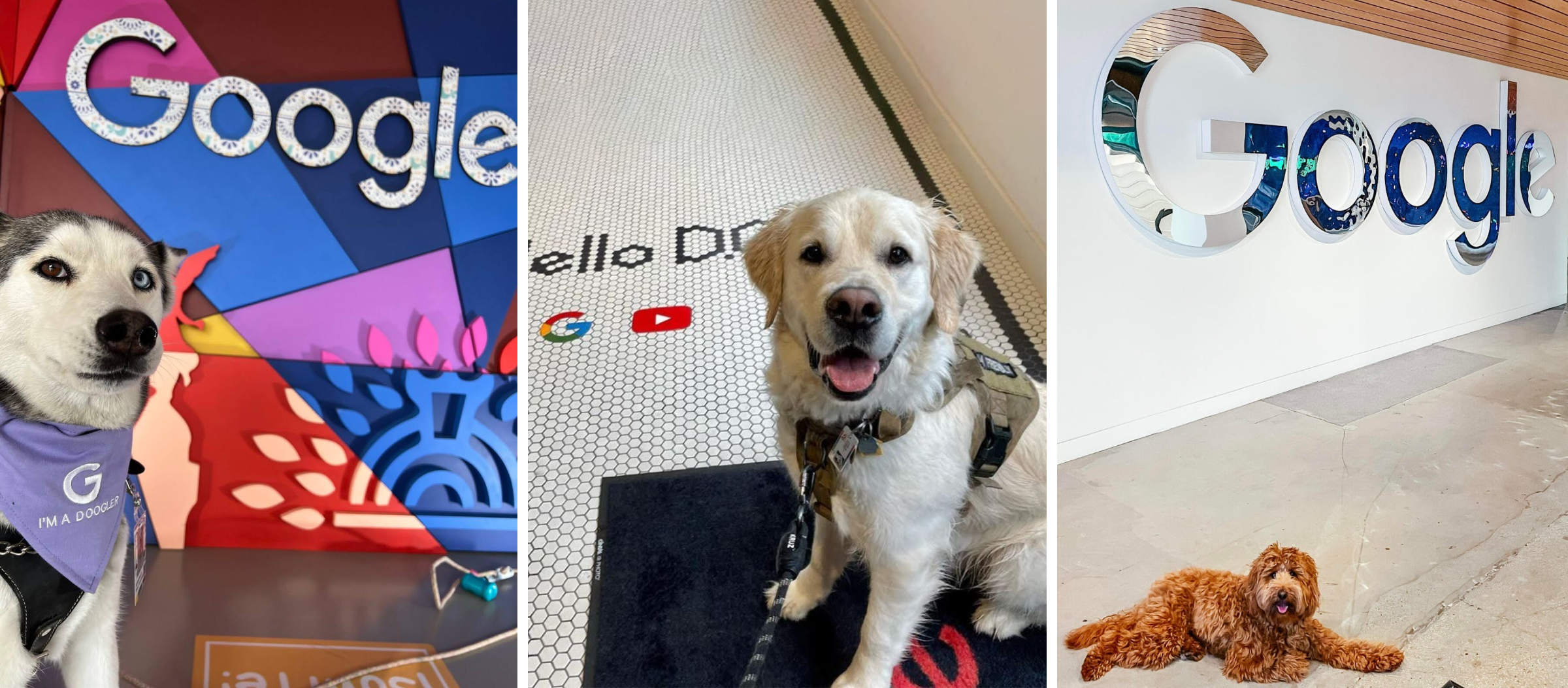 Собаки в офисах Google Собаки в офисах Google